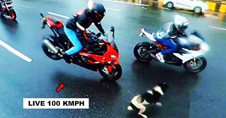 BMW S1000RR rider saves dog