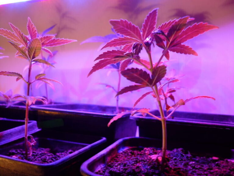 How to grow cannabis scaled