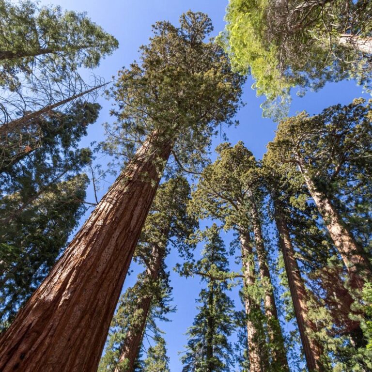 forests timber usa dezeen 2364 sq 1 852x852