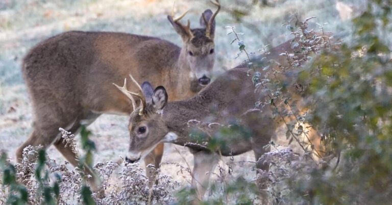 urlhttps3A2F2Fcalifornia times brightspot.s3.amazonaws.com2F042Fcf2Ff3c347794ef4be0841141ad13e402Fwhite tail deer 84537