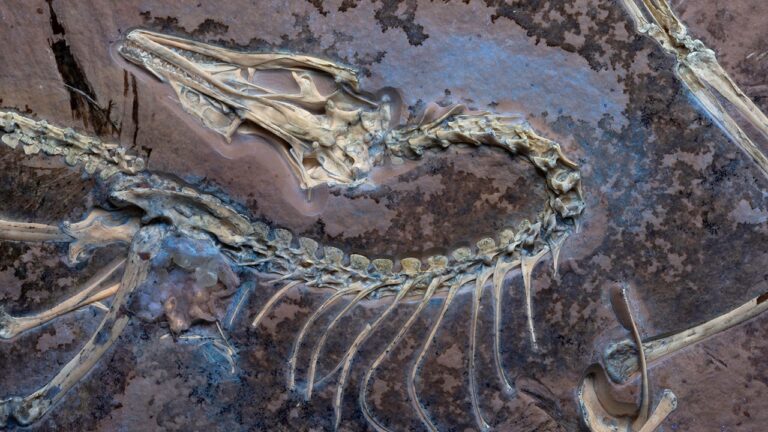 archaeopteryx 1